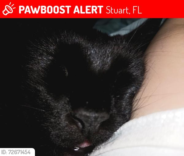 Lost Male Cat last seen Treasure Coast Harley dealership, Stuart, FL 34997