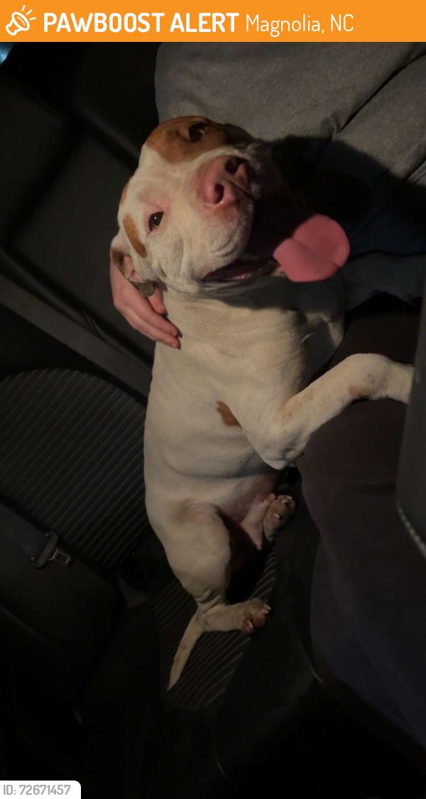 Found/Stray Female Dog last seen S Kenansville Byp and Leonard Rich RD, Magnolia, NC 28453