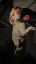 Found/Stray Female Dog last seen S Kenansville Byp and Leonard Rich RD, Magnolia, NC 28453
