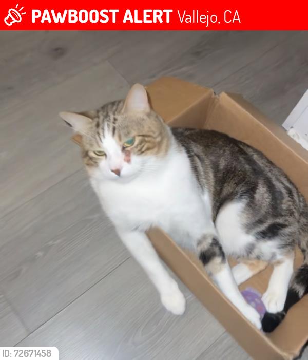 Lost Male Cat last seen Blue Rock Springs golf course , Vallejo, CA 94591