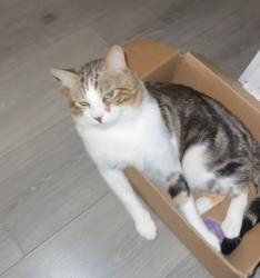 Lost Male Cat last seen Blue Rock Springs golf course , Vallejo, CA 94591