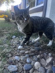Lost Male Cat last seen lamcaster blvd, Lancaster, CA 93534