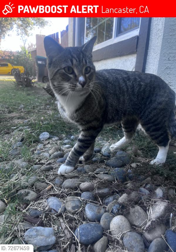 Lost Male Cat last seen lamcaster blvd, Lancaster, CA 93534