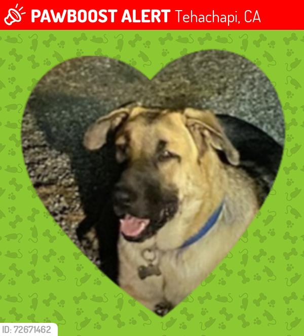Lost Male Dog last seen Highline rd and willow springs, Tehachapi, CA 93561