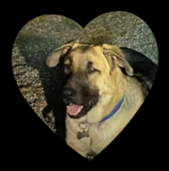 Lost Male Dog last seen Highline rd and willow springs, Tehachapi, CA 93561