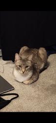 Lost Female Cat last seen Empty Field, Golf Course , San Bernardino, CA 92404