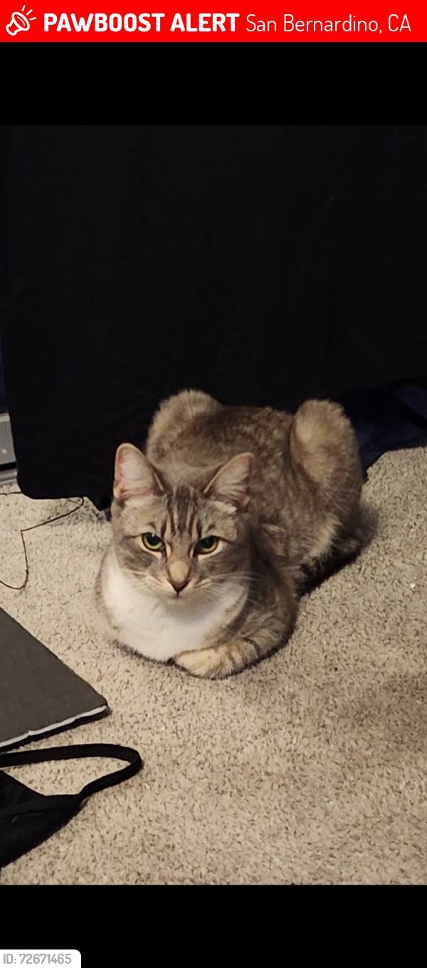 Lost Female Cat last seen Empty Field, Golf Course , San Bernardino, CA 92404