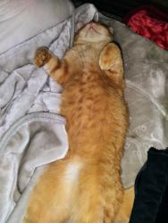 Lost Male Cat last seen Energy Park Dr & Catlin, Saint Paul, MN 55108