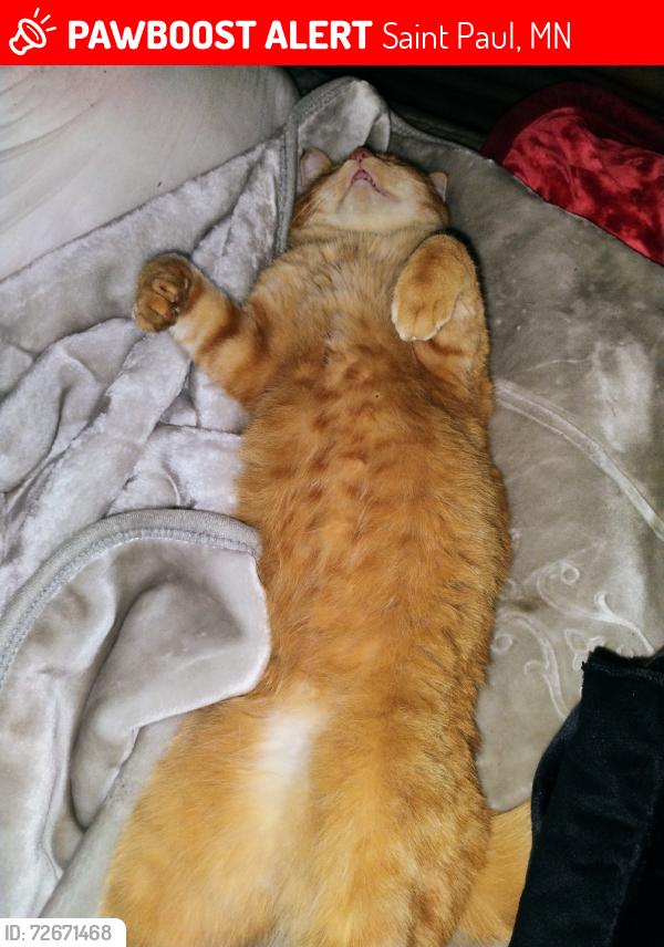 Lost Male Cat last seen Energy Park Dr & Catlin, Saint Paul, MN 55108