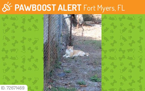Found/Stray Male Cat last seen Myrtle and Lobelia Road, Fort Myers, FL 33967