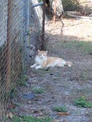 Found/Stray Male Cat last seen Myrtle and Lobelia Road, Fort Myers, FL 33967