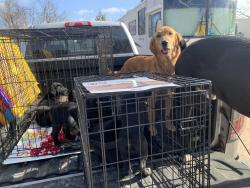 Lost Female Dog last seen 104th & Trippkle X - 89th & Choctaw rd , Choctaw, OK 73020