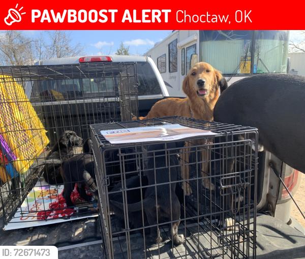 Lost Female Dog last seen 104th & Trippkle X - 89th & Choctaw rd , Choctaw, OK 73020