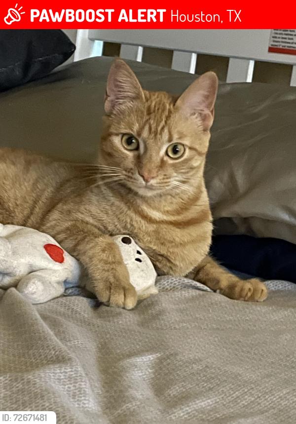 Lost Female Cat last seen Westview and cedar post ln, Houston, TX 77055