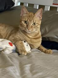 Lost Female Cat last seen Westview and cedar post ln, Houston, TX 77055