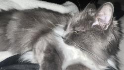 Lost Female Cat last seen Walkers Glen/ Moss Creek , Concord, NC 28027