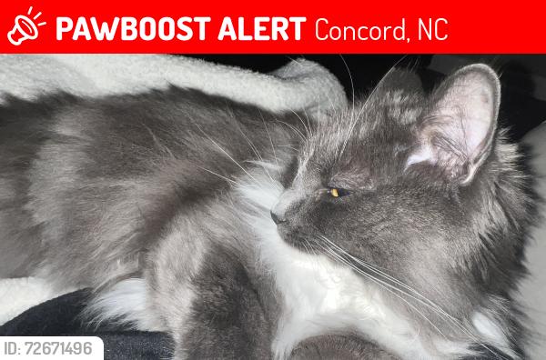 Lost Female Cat last seen Walkers Glen/ Moss Creek , Concord, NC 28027