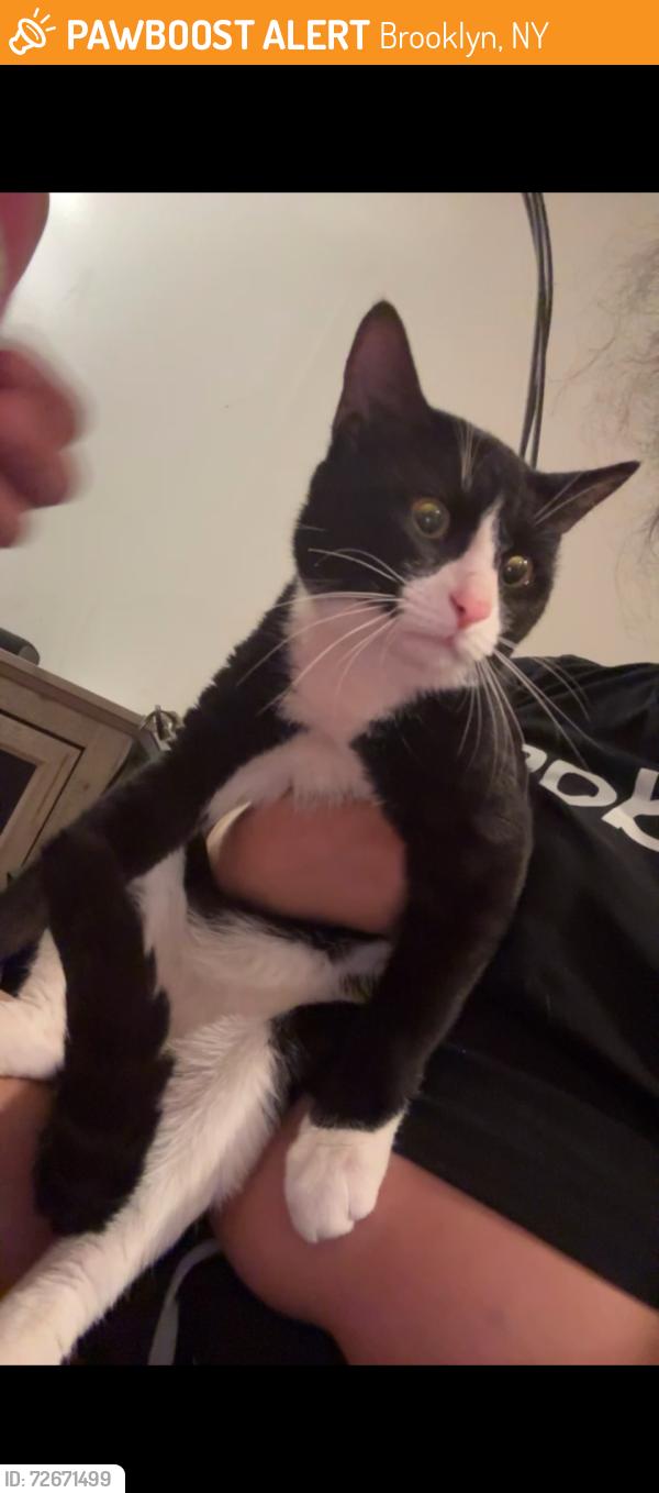 Found/Stray Male Cat last seen Park slope Brooklyn ny, Brooklyn, NY 11215