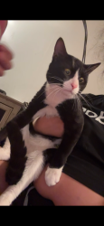 Found/Stray Male Cat last seen Park slope Brooklyn ny, Brooklyn, NY 11215