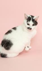 Lost Female Cat last seen Blackmore lane, marriott st, Redfern, NSW 2016