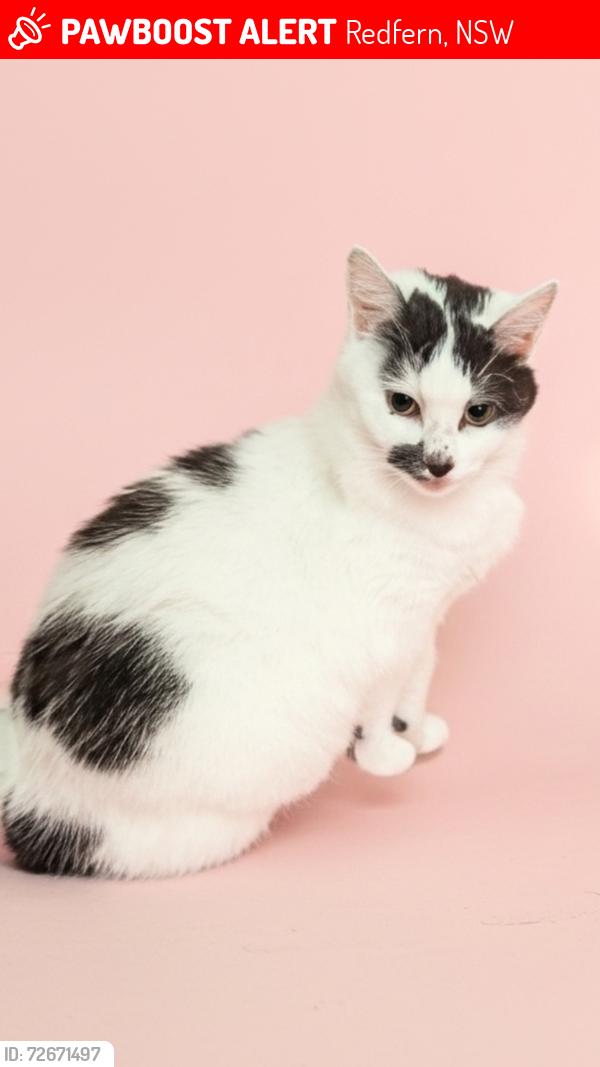 Lost Female Cat last seen Blackmore lane, marriott st, Redfern, NSW 2016