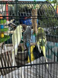 Lost Male Bird last seen Huntingdale Way, Thornleigh, NSW 2120