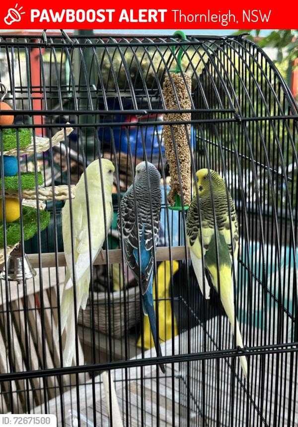 Lost Male Bird last seen Huntingdale Way, Thornleigh, NSW 2120