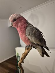 Lost Female Bird last seen McAllister road, Bilambil Heights, NSW 2486