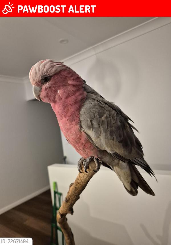 Lost Female Bird last seen McAllister road, Bilambil Heights, NSW 2486