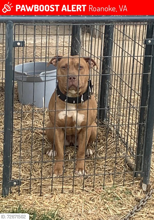 Lost Female Dog last seen Hanover Avenue NW, Roanoke, VA 24017