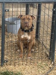 Lost Female Dog last seen Hanover Avenue NW, Roanoke, VA 24017