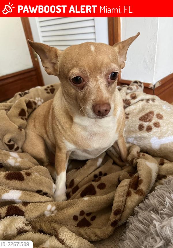 Lost Female Dog last seen Coral Way & 24 Road, Miami, FL 33129