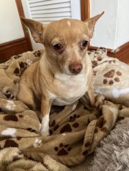 Lost Female Dog last seen Coral Way & 24 Road, Miami, FL 33129