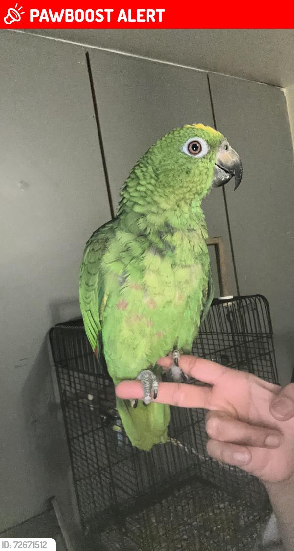 Lost Male Bird last seen Near chamberlain close , Greater London, England IG1 1JQ