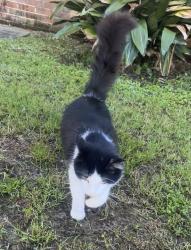 Found/Stray Male Cat last seen LSU Campus, Baton Rouge, LA 70802
