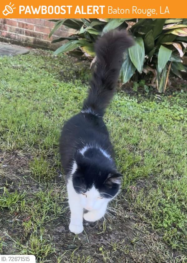 Found/Stray Male Cat last seen LSU Campus, Baton Rouge, LA 70802