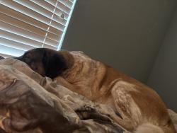 Lost Male Dog last seen I really dont know, New Caney, TX 77357