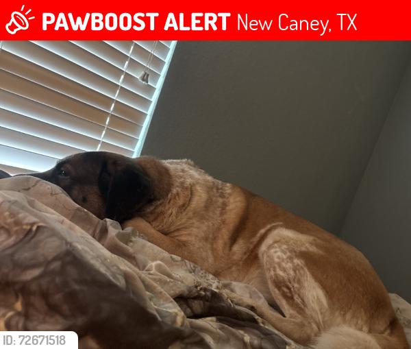 Lost Male Dog last seen I really dont know, New Caney, TX 77357