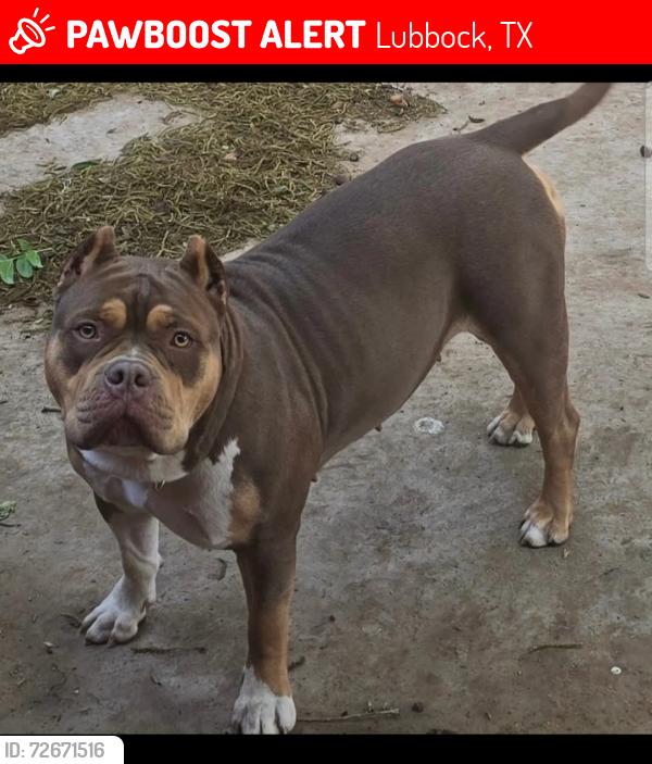 Lost Female Dog last seen 34th and Memphis , Lubbock, TX 79410