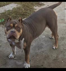 Lost Female Dog last seen 34th and Memphis , Lubbock, TX 79410