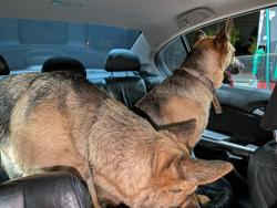 Found/Stray Female Dog last seen Blackhawk blvd & Sagecountry Dr. , Houston, TX 77089