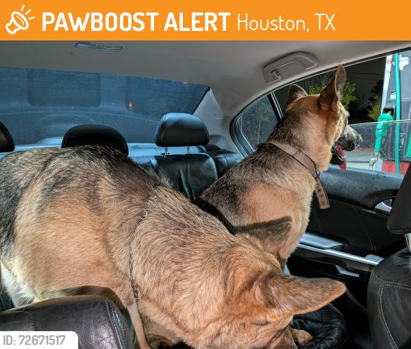 Found/Stray Female Dog last seen Blackhawk blvd & Sagecountry Dr. , Houston, TX 77089