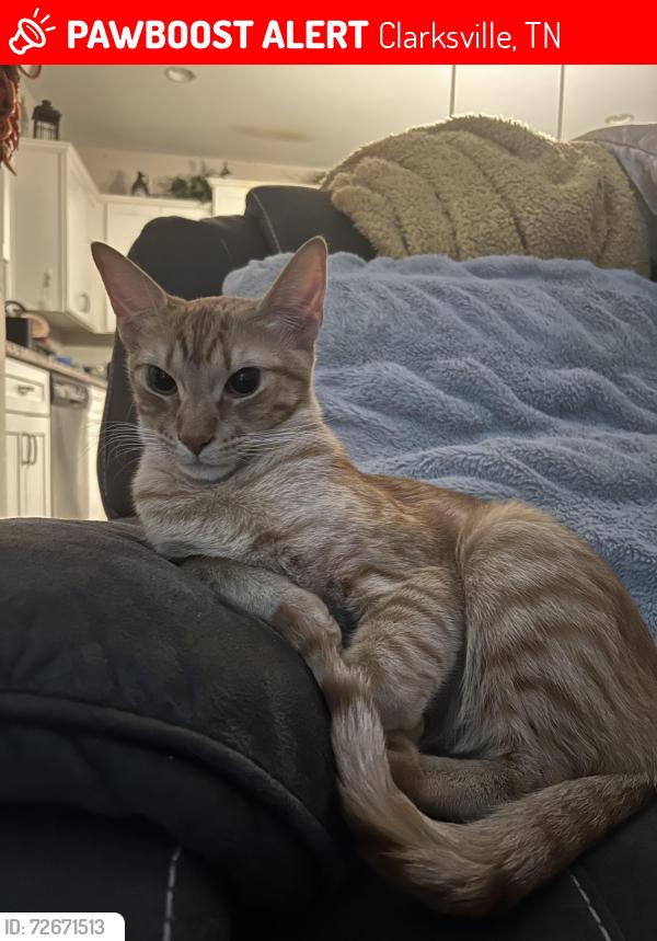 Lost Male Cat last seen Near West Creek Farms, Clarksville, TN 37042