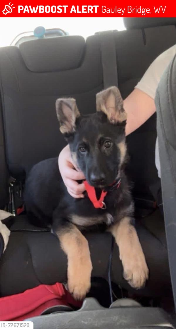 Lost Male Dog last seen School hse hill Gauley Bridge , Gauley Bridge, WV 25085