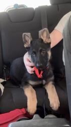 Lost Male Dog last seen School hse hill Gauley Bridge , Gauley Bridge, WV 25085