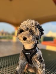 Lost Female Dog last seen Near terrace , Cape Coral, FL 33904