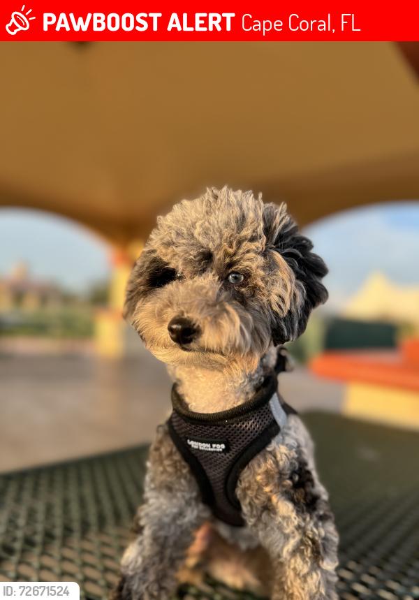 Lost Female Dog last seen Near terrace , Cape Coral, FL 33904