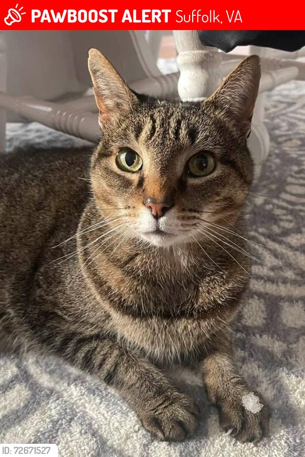 Lost Male Cat last seen Burbage grant , Suffolk, VA 23435