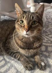 Lost Male Cat last seen Burbage grant , Suffolk, VA 23435