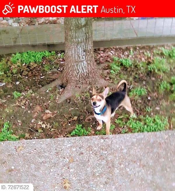 Lost Male Dog last seen 38th street, Austin, TX 78751